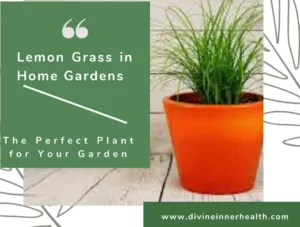 Lemon grass plant