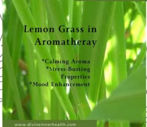 Lemon grass plant